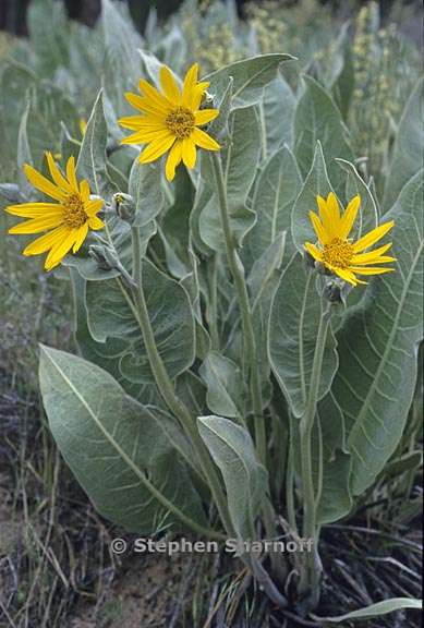 wyethia mollis 1 graphic